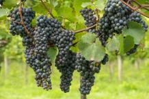 images/categorieimages/Tinto Fino grape.jpg
